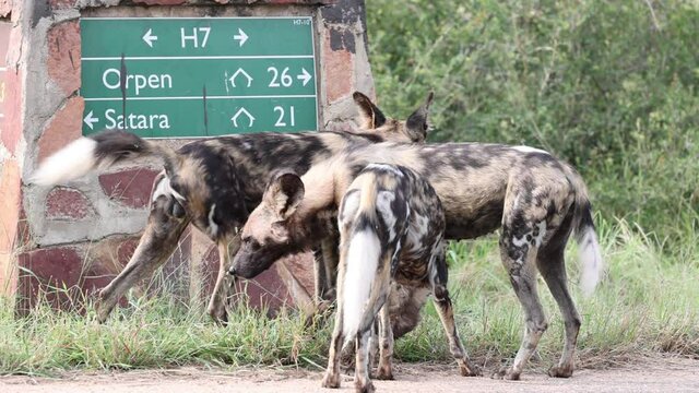 African wild dog pack on H7 in Kruger