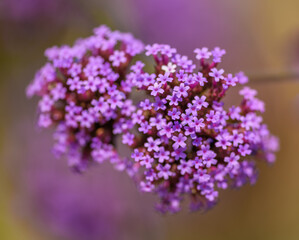 purple flower of purpletop, clustertop or Argentinian vervain or tall verbena or pretty verbena (Verbena bonariensis) - obrazy, fototapety, plakaty