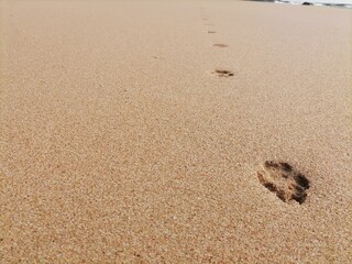Fototapeta na wymiar Dog footprints on the beach