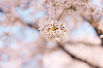 桜