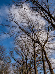 trees in winter in germany