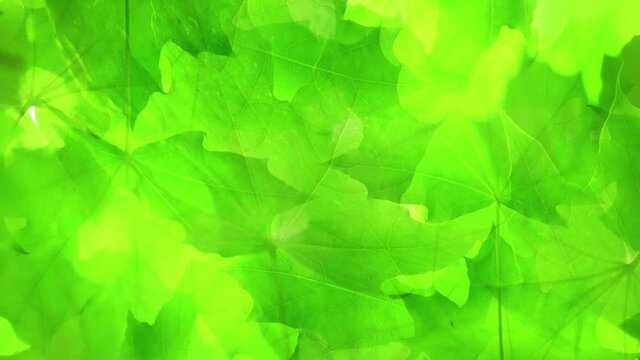 Summer green maple tree swinging in the wind.