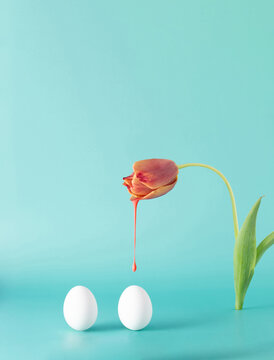 White Easter eggs and a fresh tulip on a bright cyan background. Creative minimal concept.