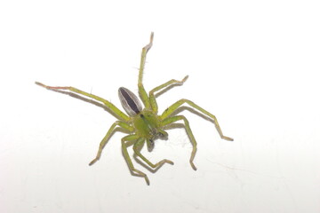 Green Huntsman Spider (Micrommata ligurina)