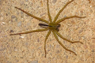 Green Huntsman Spider (Micrommata ligurina), male
