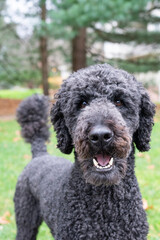 Portrait of  male black poodle dog in grass