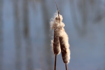 Two cattails in late winter