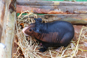 Young dwarfed hippo in a small stall