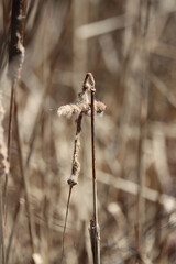 Cattails in the form of a cross