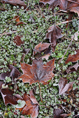 maple leaves covered with frost