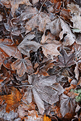 maple leaves covered with frost