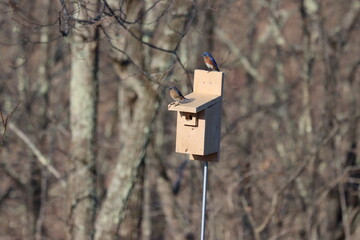 Eastern bluebird couple on a bluebird box