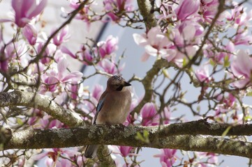 Geai sur une branche de magnolia
