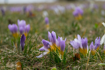 Crocus flowers in a spring glade, purple, white.