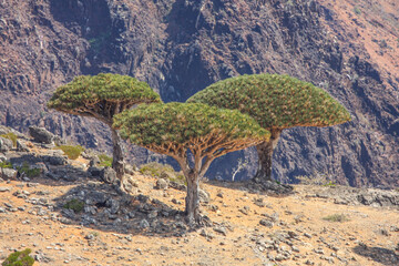 Naklejka premium Dragonblood Trees in the south of Socotra Island, Yemen, Middle East.
