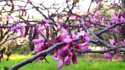 spring nature flowers foliage trees