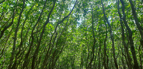 Fototapeta na wymiar Mangrove trees are very dense along the coast of Sinjai Regency, South Sulawesi INDONESIA, March 15, 2021
