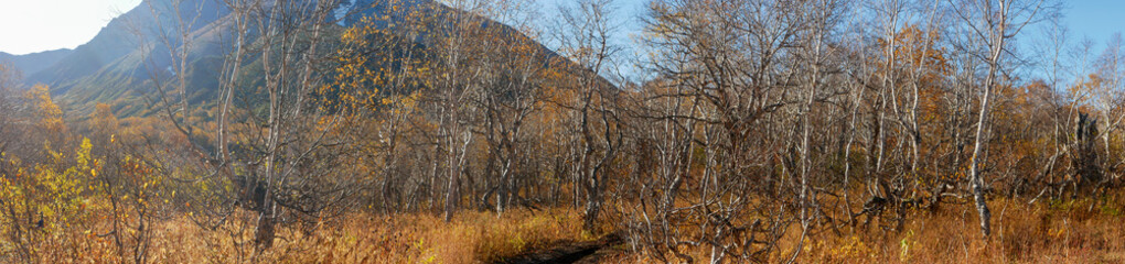 Fototapeta premium Panorama view, golden autumn, Vachkazhets mountain range. Beautiful view of the high mountains against the background of the autumn forest. Kamchatka Peninsula, Russia.
