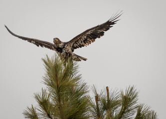Juvenile Bald Eagle On Tree Top
