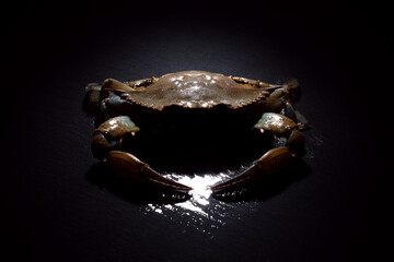 raw blue crab over dark background, seafood concept