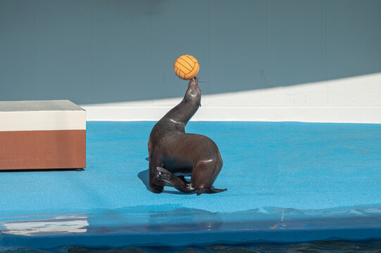 Sea Lion Playing Ball At Performance Show