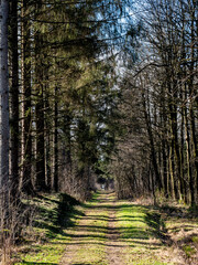 road into a german forest in winter