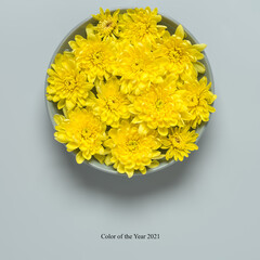 Color of the year 2021. Yellow chrysanthemum flowers in a gray bowl on a gray background. Creative layout. Top view.