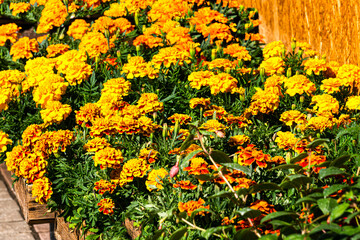 Seedling bushes of multi-colored marigold flowers in flower pots.