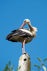 White stork
