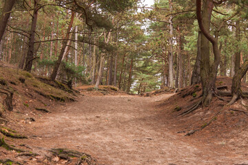 Sandy road in a pine forest