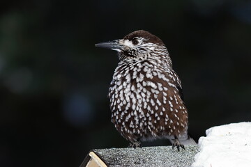Nucifraga caryocatactes. Nutcracker bird in March in northern Siberia