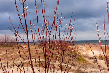 Spring willow in the dunes