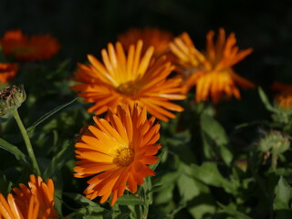 Ringelblume2
