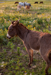 Naklejka na ściany i meble Sicilian donkey in the field in sunset time, Italy