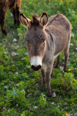 Naklejka na ściany i meble Young donkey looking at camera on Sicily, Italy. Closeup portrait of cute baby mule