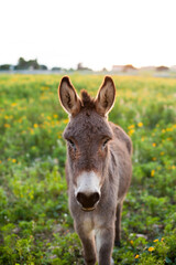Young donkey standing and looking on the field in Sicily, Italy