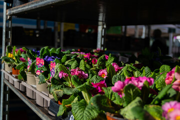 Fototapeta na wymiar Primula vulgaris known as the common primrose, flowering plant Primulaceae, plants in pots sold on local market in UK, a cheerful sign of spring and important nectar source for butterflies