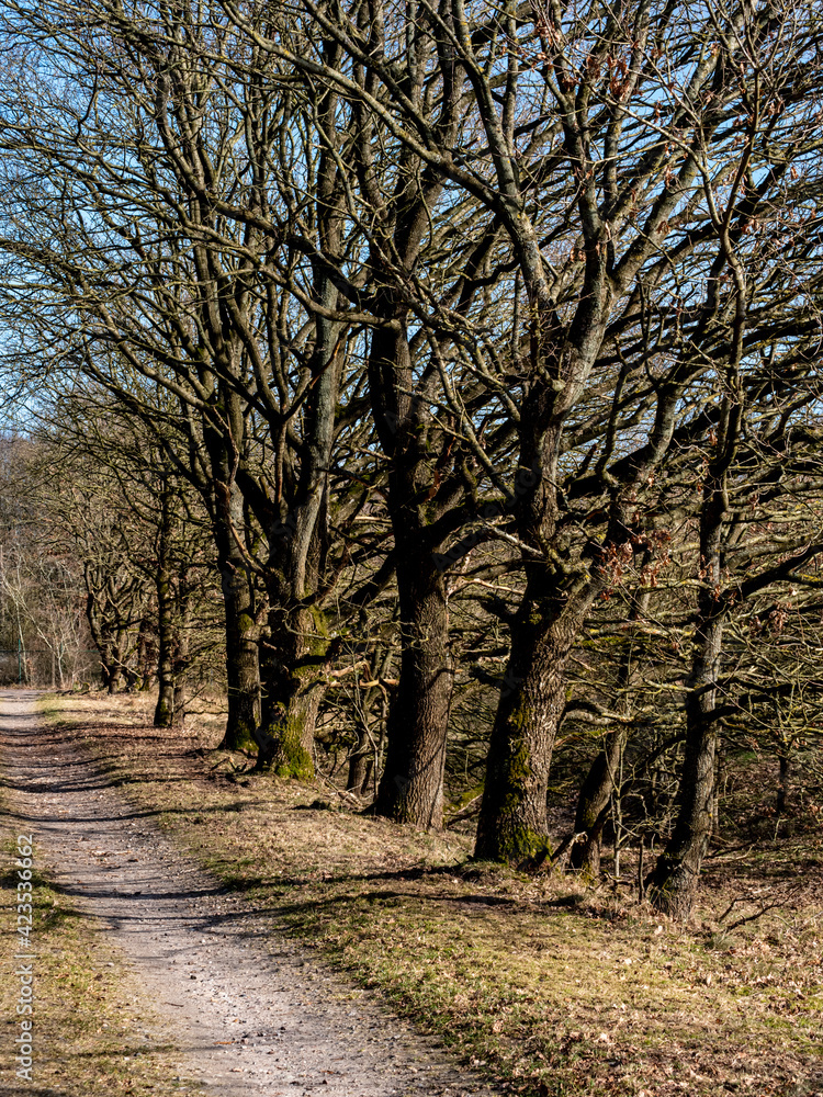 Wall mural road into a german forest in winter