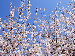 満開の梅の花