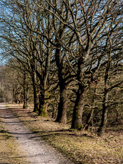 Naklejka premium road into a german forest in winter