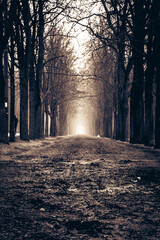 Licht am ende des weges, Waldweg, Hochformat, Bearbeitet