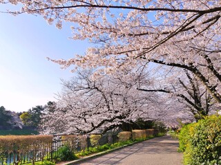 桜並木1