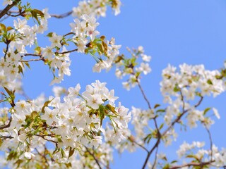 桜（大島桜）3