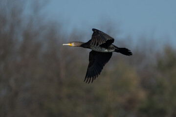 great cormorant (Phalacrocorax carbo) flying in spring