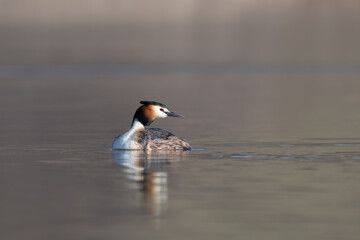 Close up portrait of a Great crested grebe (Podiceps cristatus) swimming on a blue lake in a cold morning spring