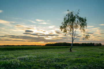 Lonely birch tree in a meadow and evening clouds against the blue sky