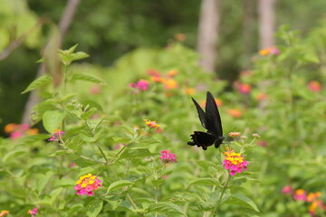 close-up of a butterfly feeding on lantana flowers in a garden 