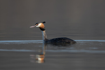 Close up portrait of a Great crested grebe (Podiceps cristatus) swimming on a blue lake in a cold morning spring