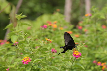 close-up of a butterfly feeding on lantana flowers in a garden 
