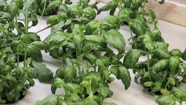 Growing basill and herbs in hydroponic system, seed pods made of rock wool. Vegan and healthy eating concept. Sprouted seeds, micro greens